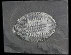Pseudogygites Trilobite - Ontario #42797-1
